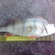 Eurasian perch
