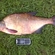 Carp bream