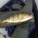 Eurasian perch