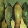 Tench