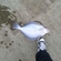 Turbot