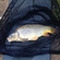 Carp