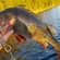 Eurasian perch