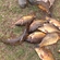 Carp