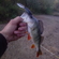 Eurasian perch
