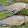 Tench