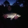 Carp