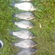 Prussian carp