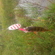 Eurasian perch