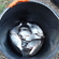 Silver Bream