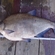 Carp bream