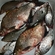 Carp bream