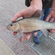 Tench