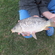 Carp