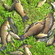 Prussian carp