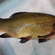 Tench