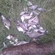 Carp bream