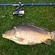 Carp