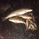 Eurasian perch