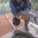 Carp bream