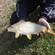 Carp