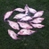 Carp bream