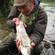 Grayling