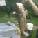 Silver carp