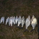 Carp bream