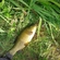 Tench
