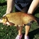 Carp bream