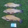 Tench