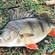Eurasian perch