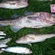 Atlantic cod