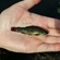 Tench