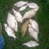 Carp bream