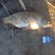 Carp