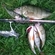 Eurasian perch
