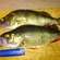 Eurasian perch