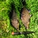 Carp bream