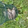 Prussian carp