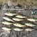 Eurasian perch