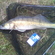 Pike perch