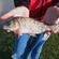 Crucian carp