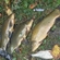 Tench