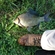 Crucian carp
