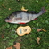 Eurasian perch