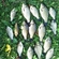 Crucian carp