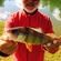 Eurasian perch