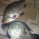Crucian carp